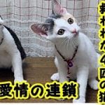 【感動】 殺処分寸前で救われた4匹の猫たち彼らを支えたのは、あたたかい『愛情の連鎖』でした/残酷な話 切ない話 動画 里親・ゲー吐くくらい感動するチャンネル