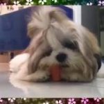 可愛い過ぎるふわもこシーズー犬の動画。かわいい、面白、驚き、ブサカワ犬猫動画【channel N pretty】