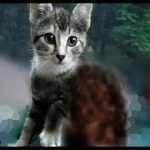 【感動！】山奥でずっと独りぽっちだった野良の子猫。キャンプ中の夫婦の後を追いかけて孤独と別れを告げる！【nekoの部屋】