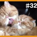 【面白猫動画】可愛くて癒される♪おもしろ猫動画集 #32