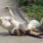 【笑える】面白い猫好きのためのGIF動画
