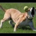 犬おもしろ動画 少し笑えるイヌ画像集 (funny dog pictures)