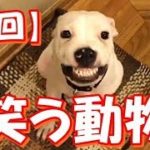 【神回】可愛すぎる笑う動物たち＾＾おもしろ！ハプニング！犬 猫 動物 爆笑