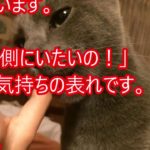 【衝撃】驚き！ネコがあなたを噛む時の本当の理由は何か？！ 【感動ダイアリー】