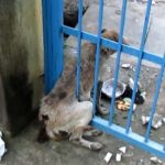 動物の救助♡ 救助されたひどく負傷した老犬 【泣ける動画】