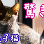 ＜野良子猫＞驚き！酷い猫風邪だった子猫めめ 1週間治療した結果！- Kitten Rescue recovering well.《2匹の猫通信/Cats Life TV》