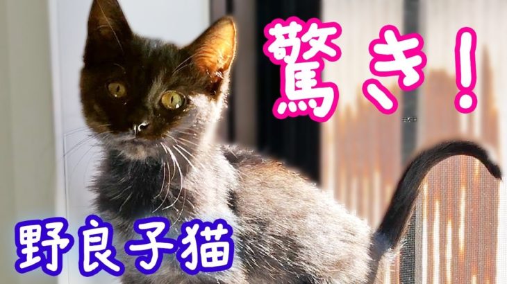 ＜野良子猫＞驚き！酷い猫風邪だった子猫めめ 1週間治療した結果！- Kitten Rescue recovering well.《2匹の猫通信/Cats Life TV》