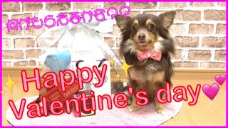 Happy Valentine !! チワワ の ファルちゃん おもしろ犬動画！！ ハッピー バレンタイン‼︎