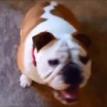 【パグ】フレンチブル、ゴールデンレトリバーが可愛い/おもしろペット総集編【犬】