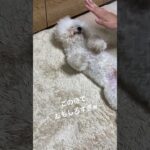おもしろw  #ビションフリーゼ #待て  #shorts #bichonfrise #비션프리제　#おもしろ #爆笑