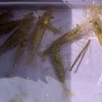 田舎生活の驚き！ウシガエルの胃から川エビが出てきたのでトラップを仕掛けて捕獲、野食の魅力に迫る