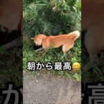朝から最高の柴犬😂 #shorts #柴犬 #おもしろ #かわいい #最高 #shibainu #dog #cute